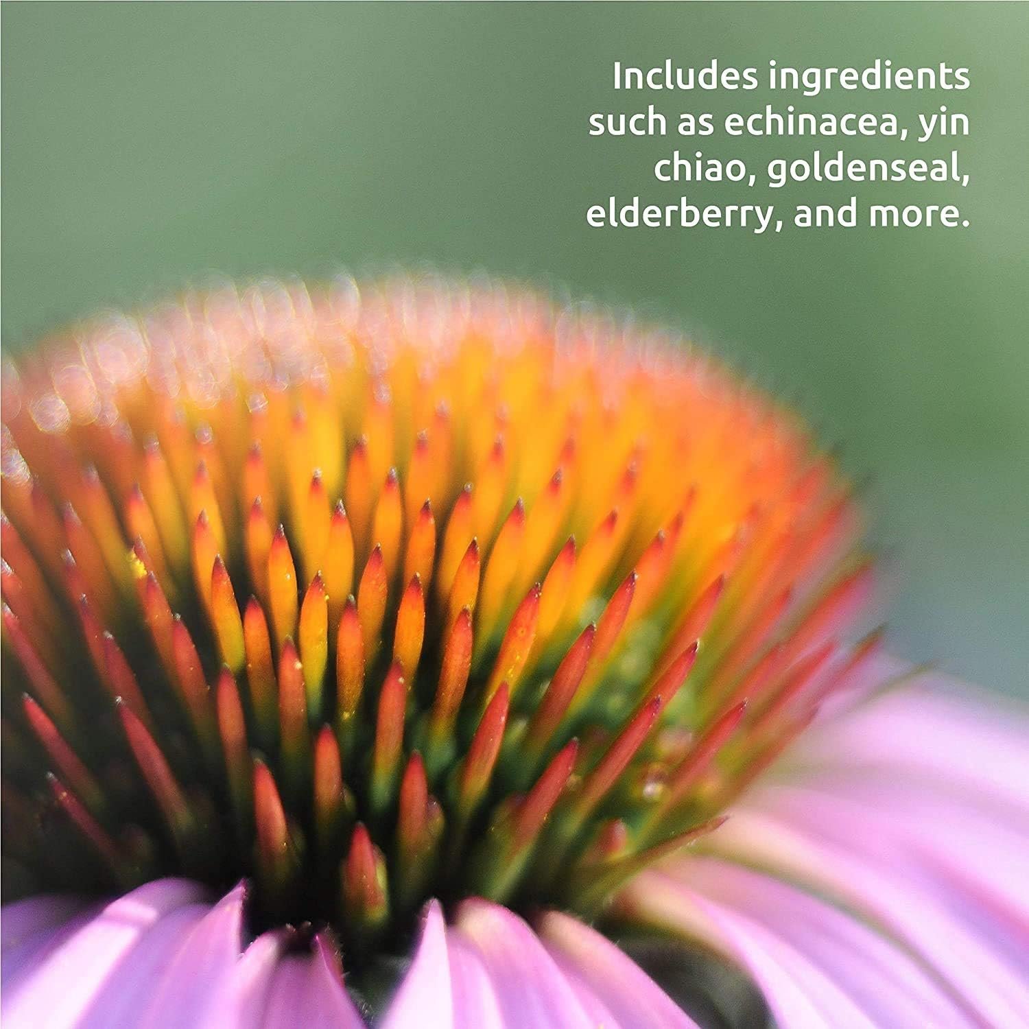 Source Naturals Wellness Herbal Resistance Liquid Immune Defense Supplement and Immunity Booster with Echinacea, Elderberry and Yin Chiao - 8 Fluid Oz - Image 5