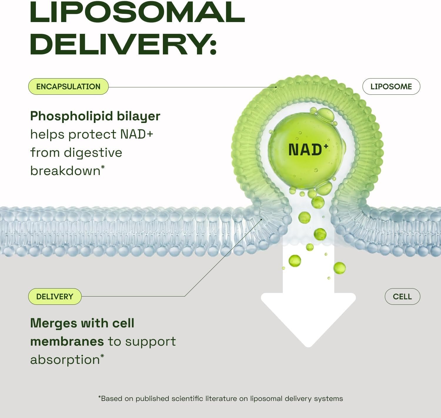 Cata-Kor Liposomal NAD+ Supplement with Resveratrol – Advanced NAD Resveratrol - Image 4