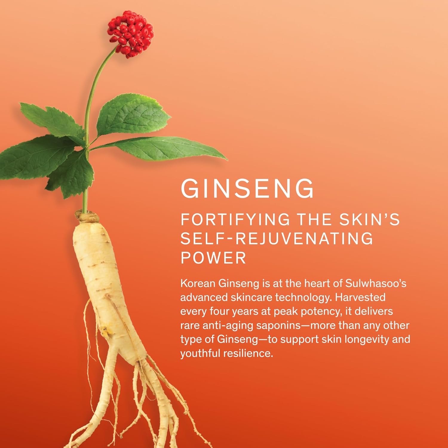 Sulwhasoo Concentrated Ginseng Rejuvenating Cream- Korean Ginseng & Peptide Anti-Aging Moisturizer with Vitamin C Derivative & Squalane for Wrinkles & Deep Hydration (Packaging May Vary) - Image 3
