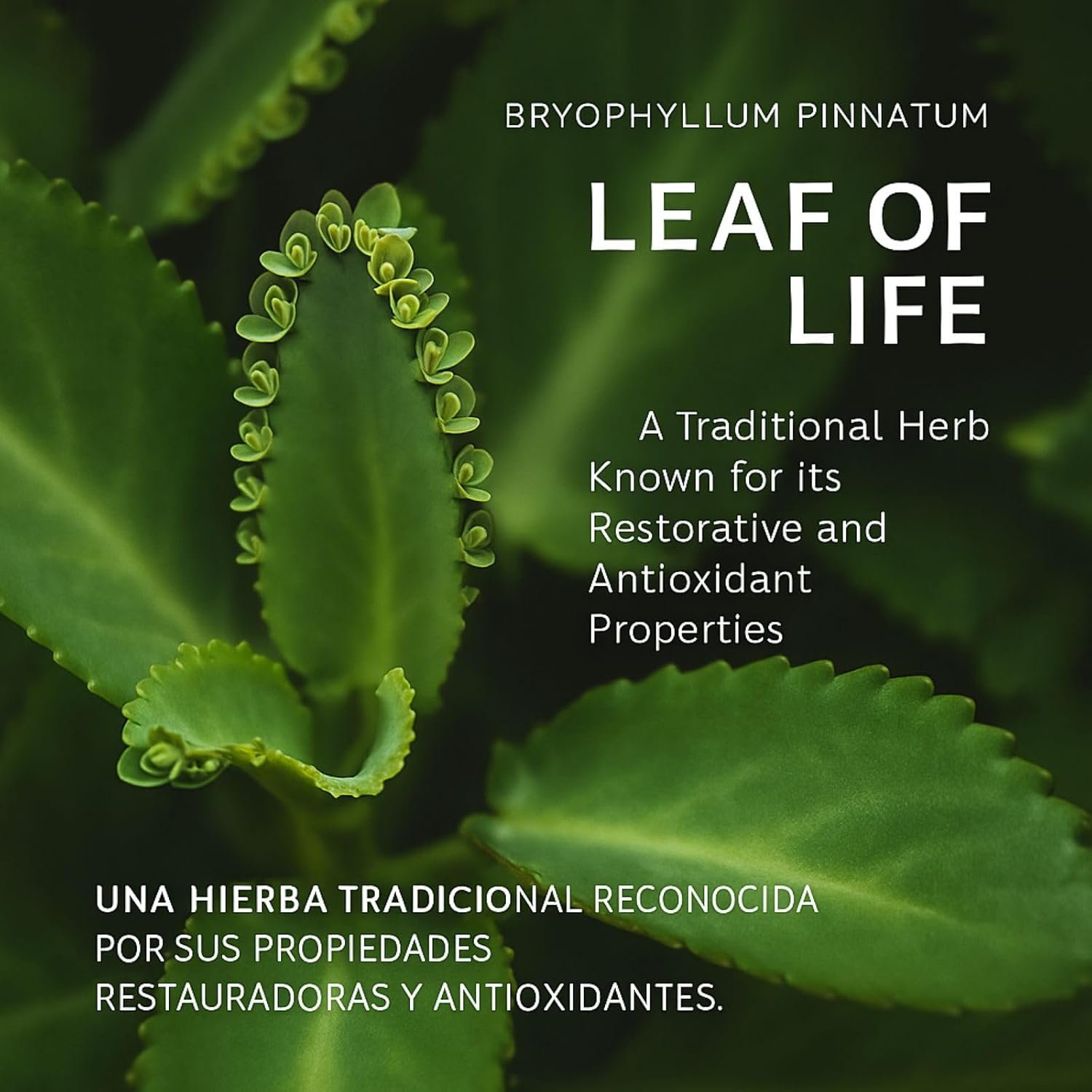 Kalanchoe Pinnata Forte(Leaf of Life) 90 Capsules (1500 mg per Serving)Bryophyllum Pinnatum – 100% Natural,Vegan,Non-GMO, Herbal Dietary Supplement for Antioxidant & Wellness Support – by BexpertsUSA - Image 3