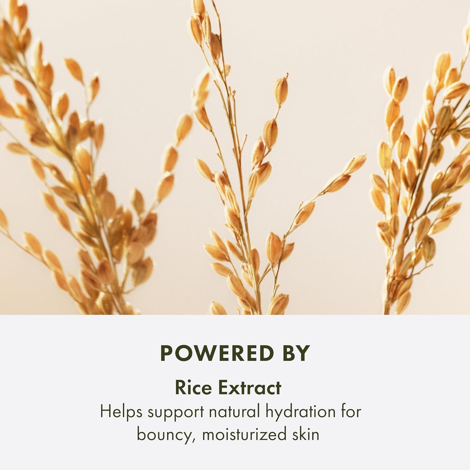 Origins Plantscription Lifting + Firming Peptide Moisturizer | Anti Aging Face Cream | Visibly Smooths Fine Lines and Wrinkles | With Peptide & Rice Extract - Image 6