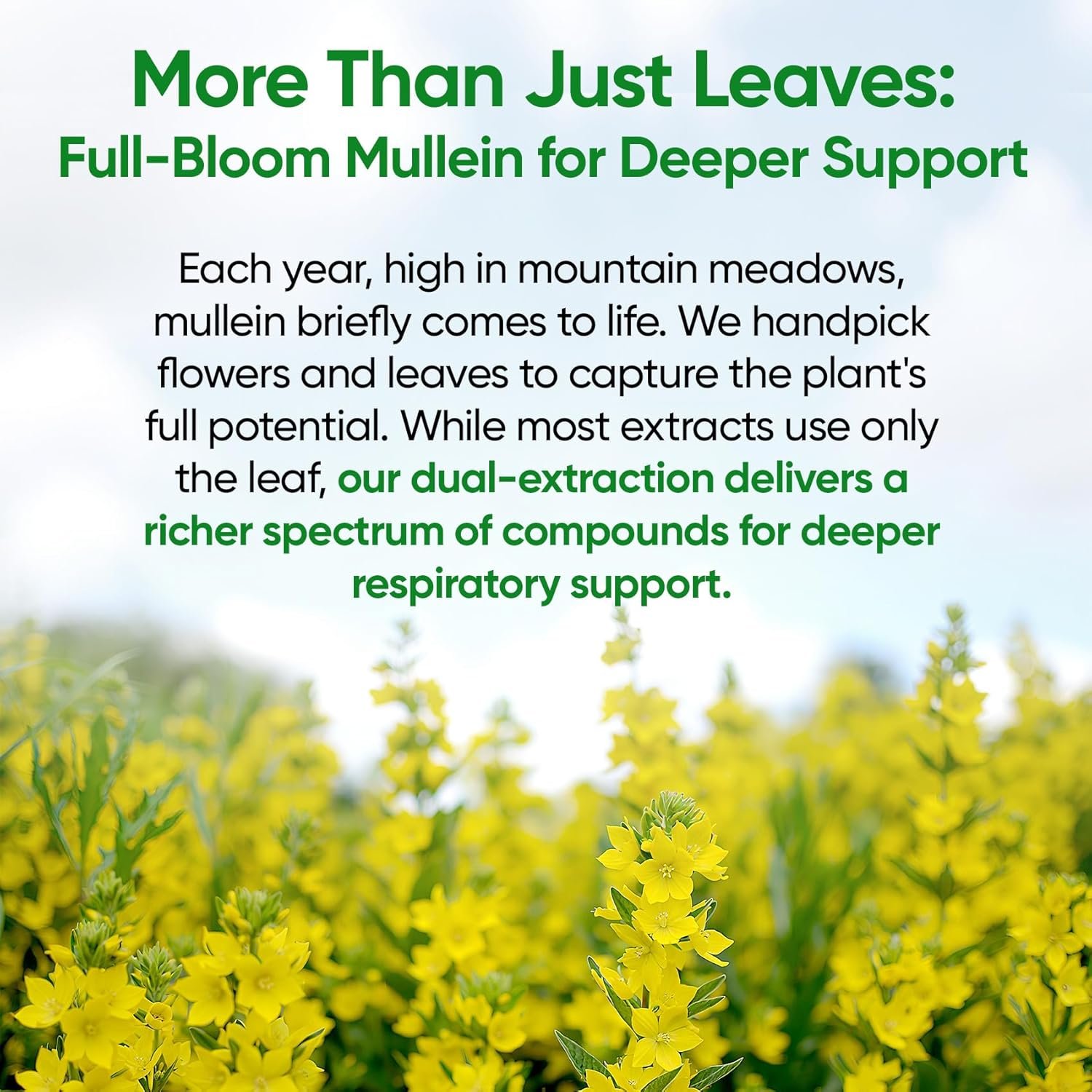 Mullein Drops for Lungs, 120 Servings - Mullein Leaf with 7 Herbs Echinacea, Oregano, Ginger, Elderberry, Marshmallow Root & Thyme - Lung Detox for Smokers - Respiratory, Immune & Lymphatic Drainage - Image 2