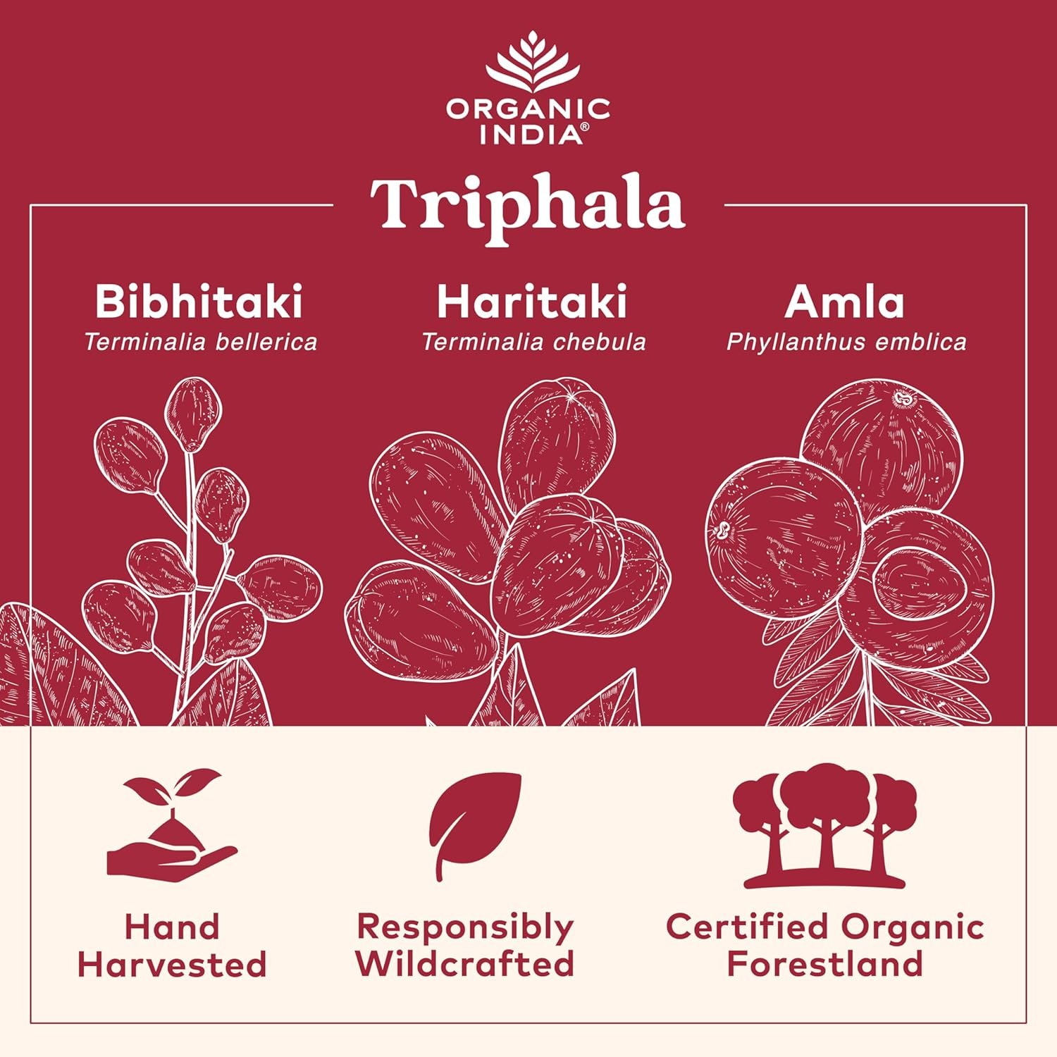 ORGANIC INDIA Triphala Capsules Organic - Herbal Supplement with Amla, Bibhitaki, Haritaki, Digestion & Colon Support, Immune System Support, Adaptogen, Vegan, USDA Certified Organic - 180 Capsules - Image 2