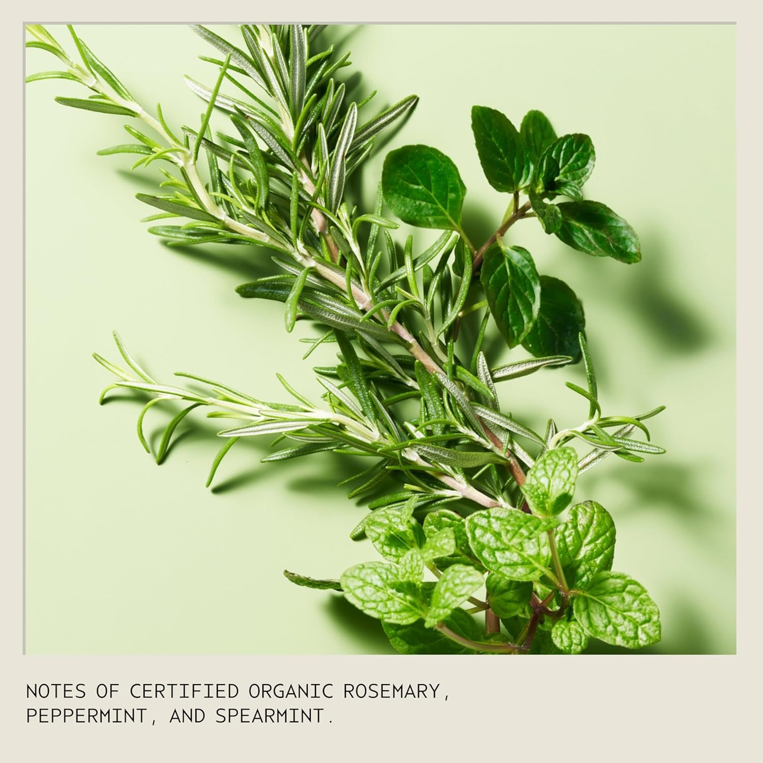 Aveda Rosemary Mint Weightless Conditioner | Lightweight Daily Conditioner | Adds Body & Shine| For Normal to Oily Hair, Fine to Medium Hair | Invigorating Aroma | 97% Naturally Derived - Image 13