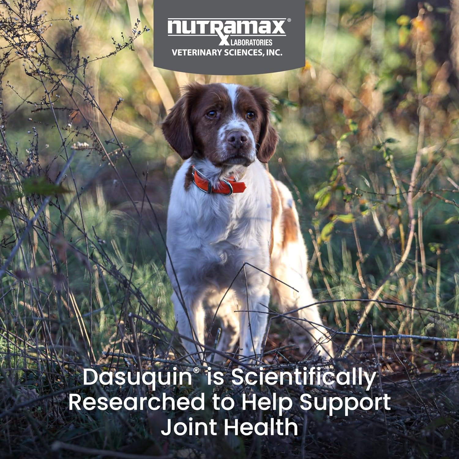 Nutramax Dasuquin for Small to Medium Dogs, Joint Health Supplement, Contains Glucosamine for Dogs, Plus Chondroitin, ASU, MSM and More, Supports Healthy Joints, Soft Chews, 84 Count - Image 2
