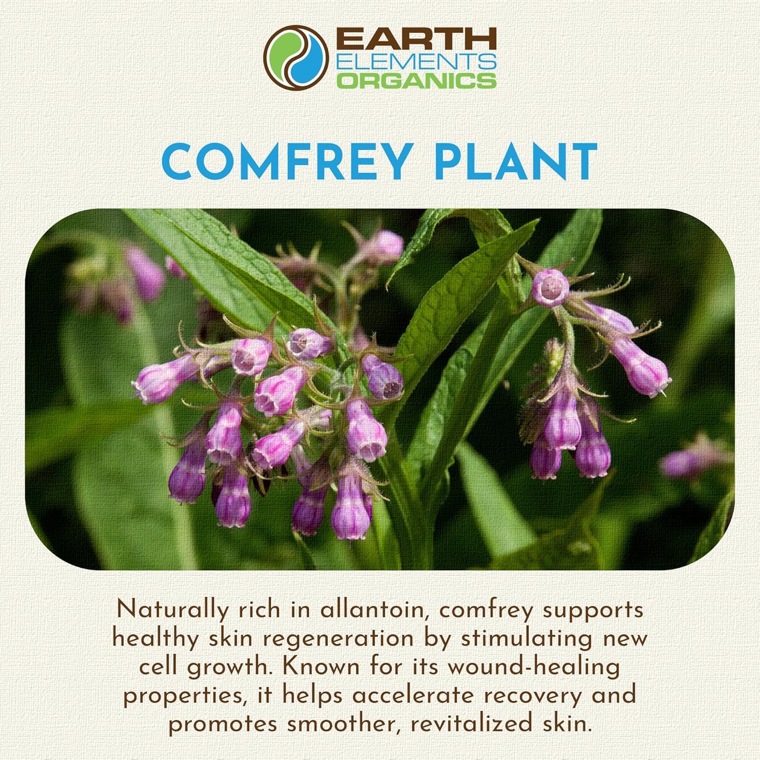 Comfrey Body Oil Raw, Infused Herbal Care, Organic Skincare, Unscented, for All Skin Types - 1 fl oz - Image 4