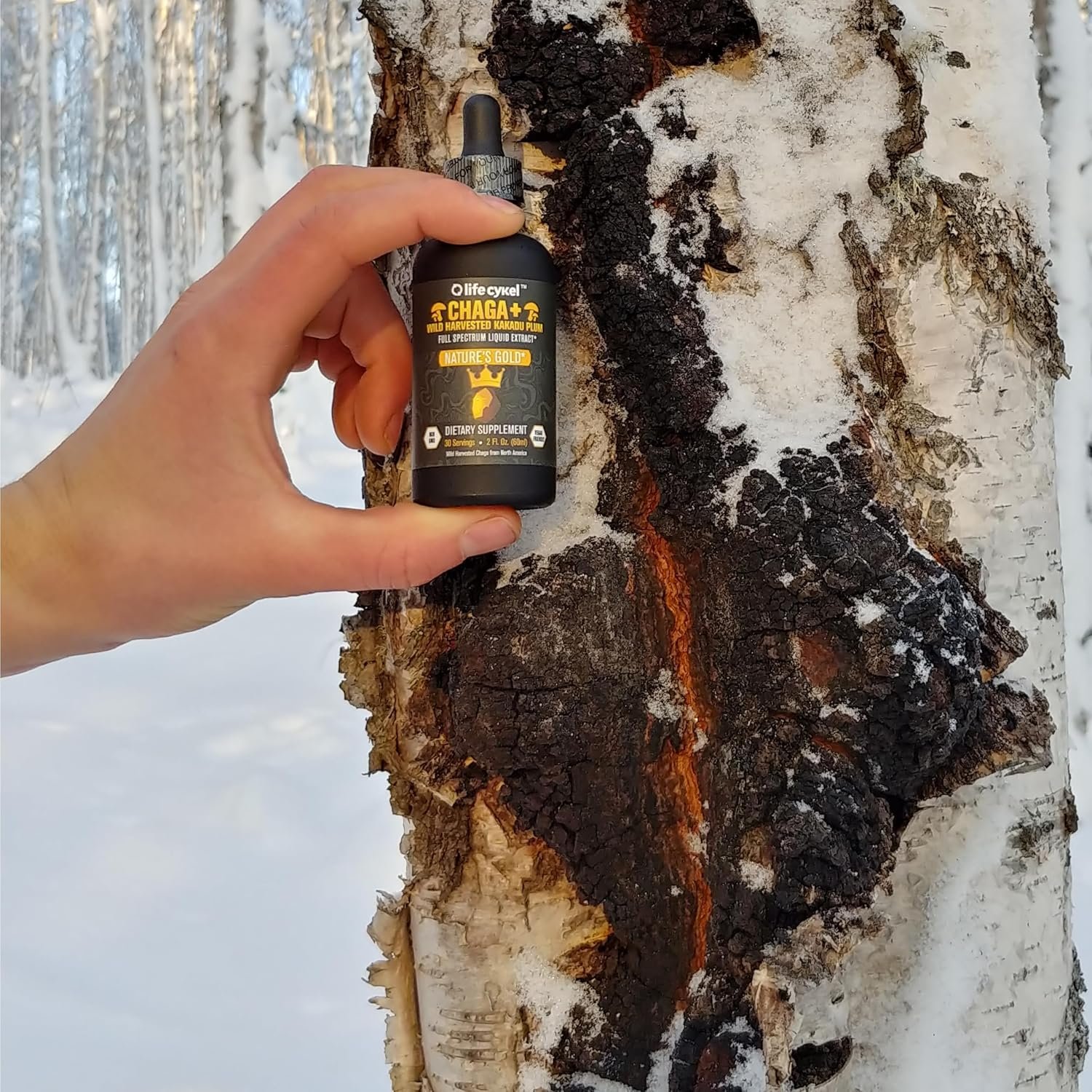 Life Cykel - Chaga Mushroom Extract with Kakadu Plum - Double Extracted Mushroom Tincture - Non-GMO Immune Support Supplement for Adults and Kids - 2 Fl Oz - Image 3